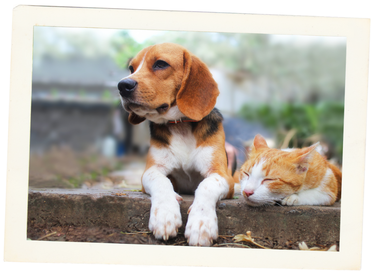 boardingformheader veterinary appointment in raymond