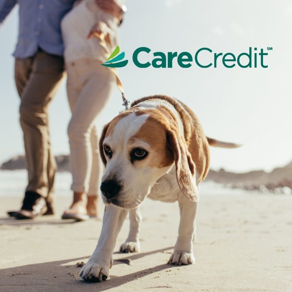 Raymond Veterinary Services Willapa Veterinary Service