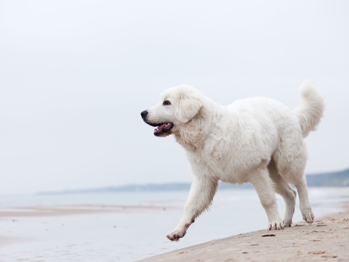 Willapa-Veterinary-Service-Home-banner A dog walking on the beach