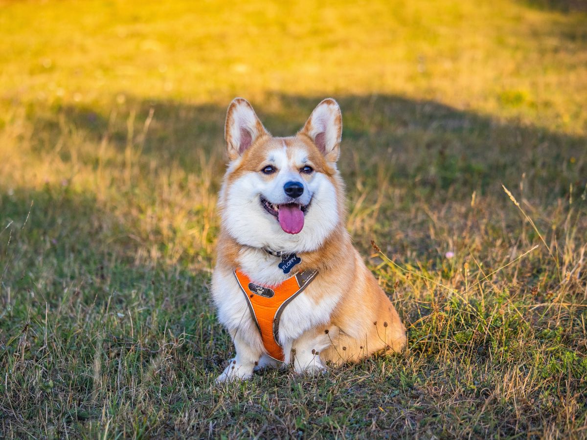 Willapa blog banner Corgi dog sitting outdoors