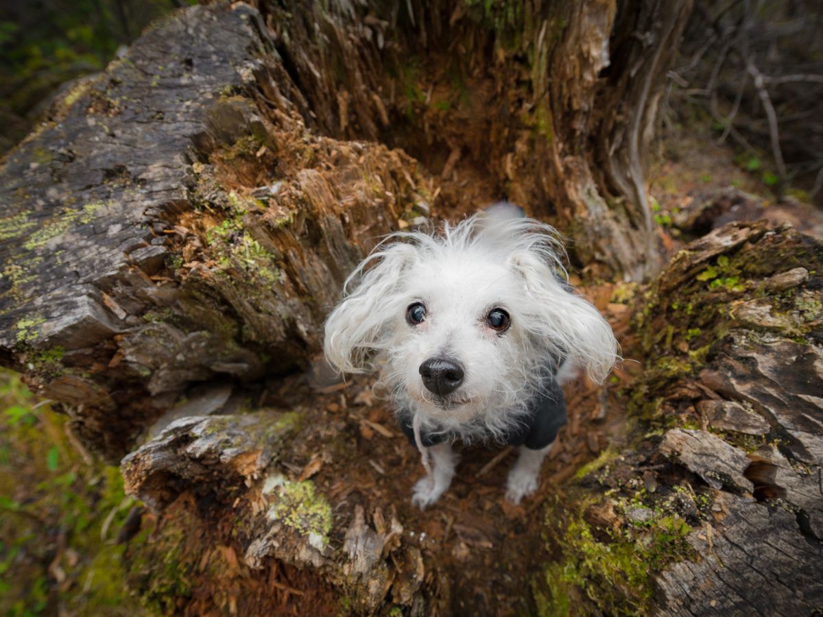 dog looking at camera on a hiking adventure