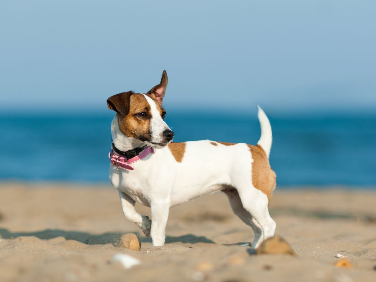 Dog standing on a beach shore