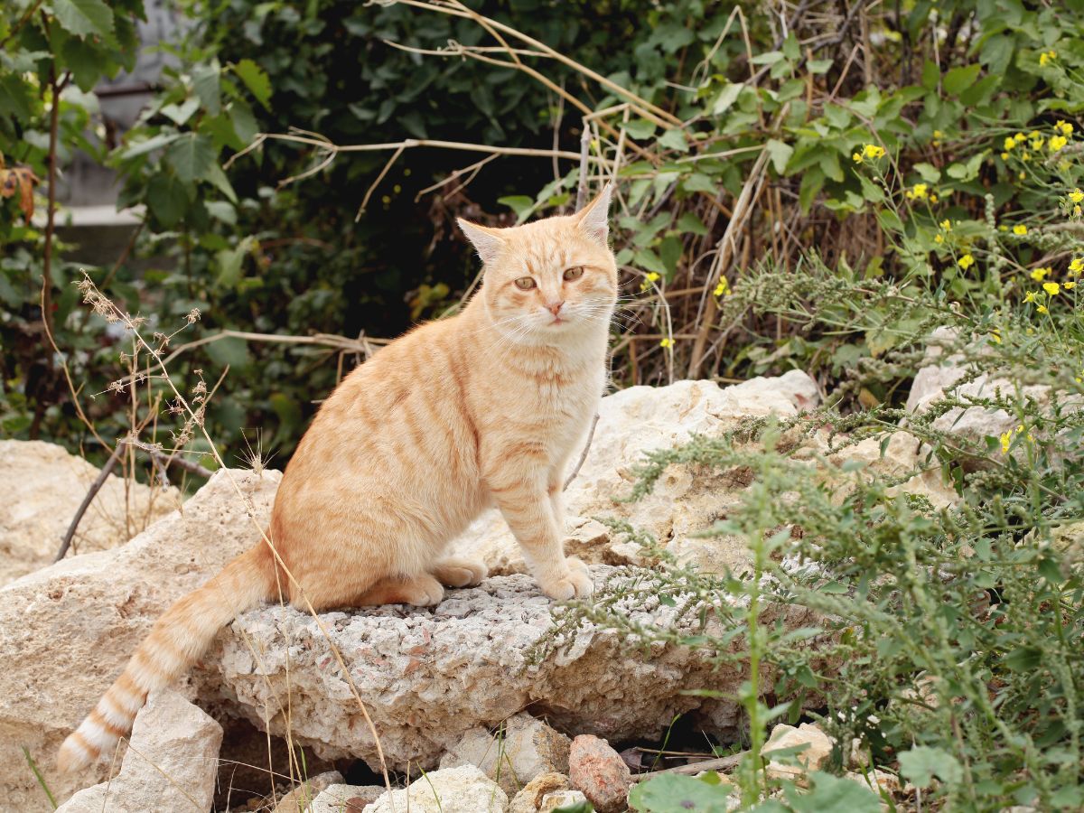 Cat sitting outdoors on a rock