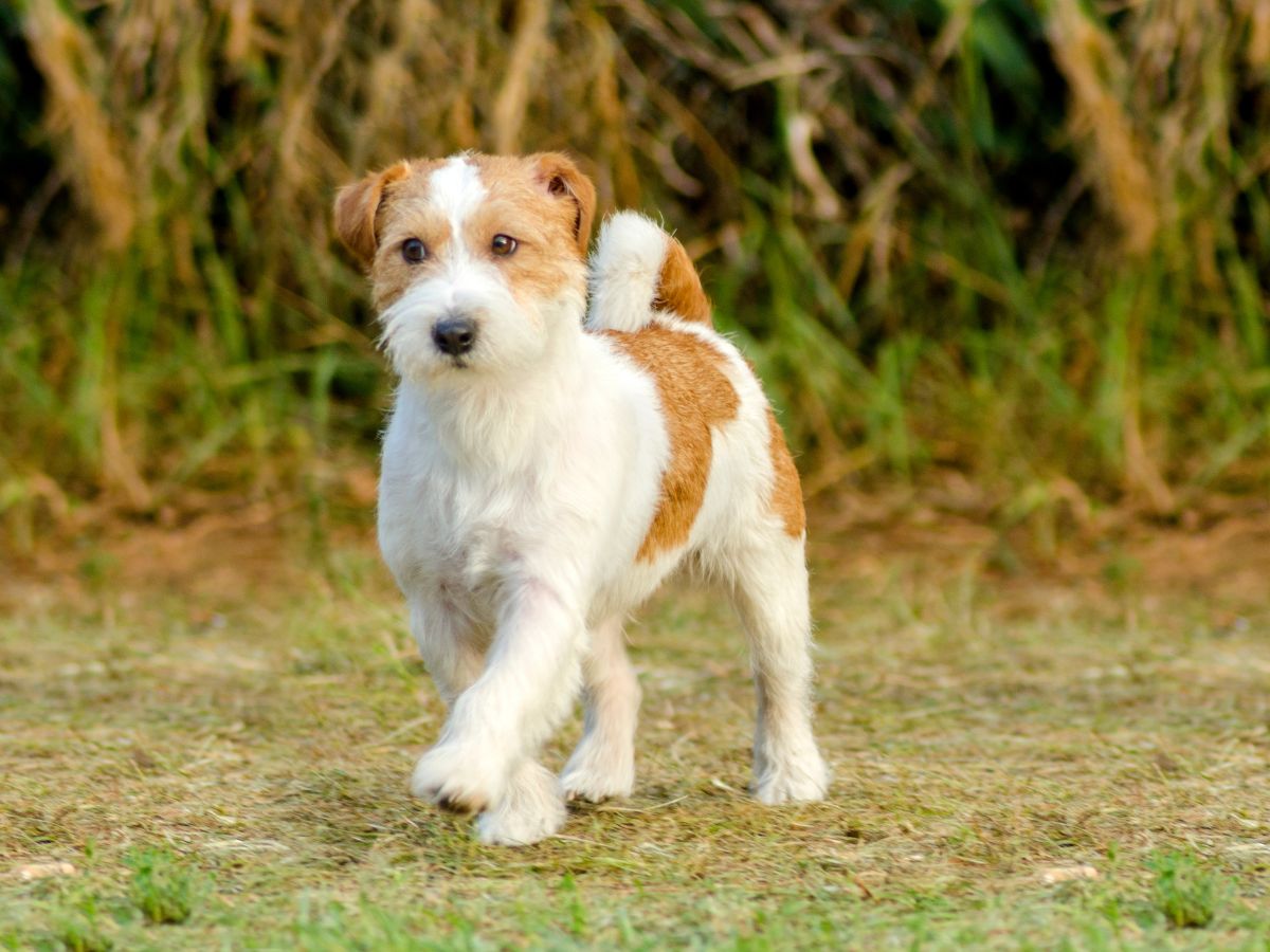 appointmnet-banner A dog walking outdoors