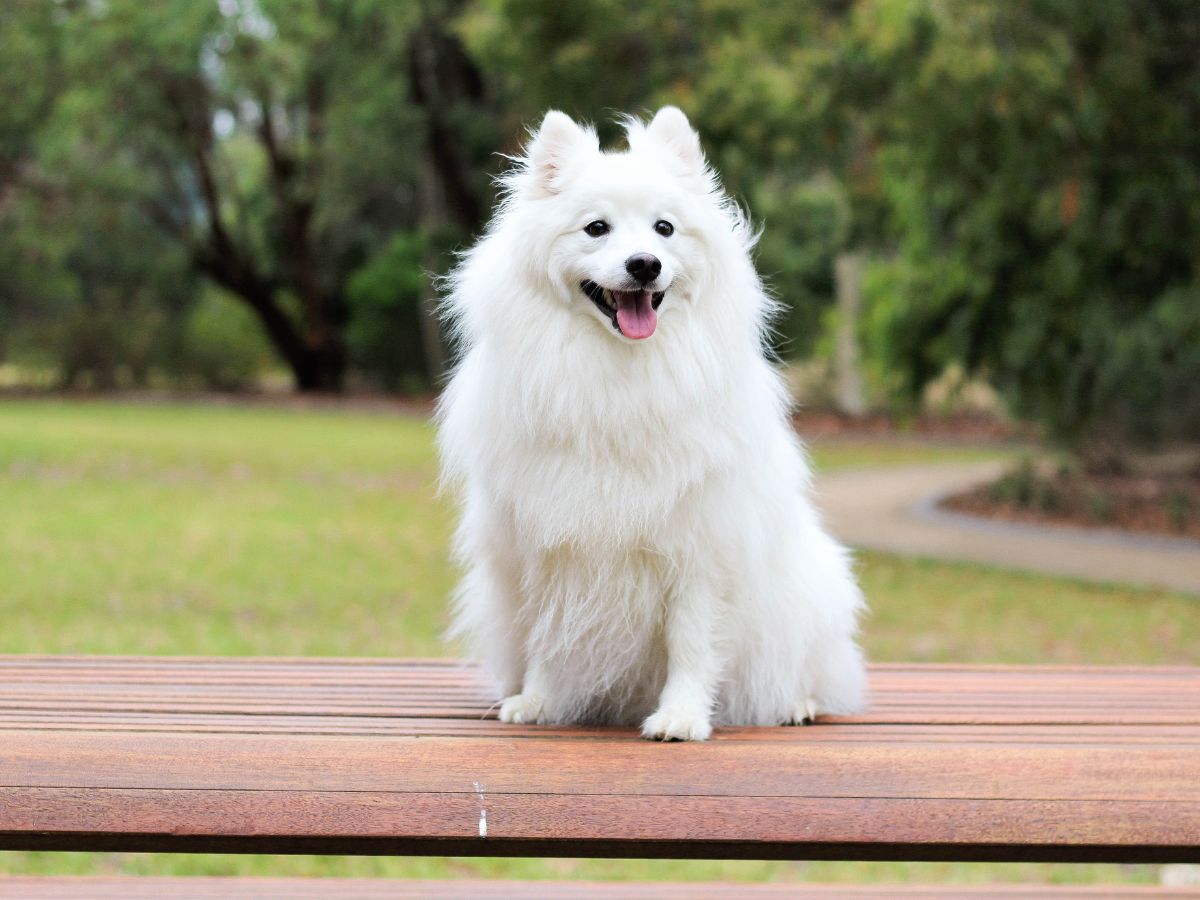 Dog sitting on a bench in the park
