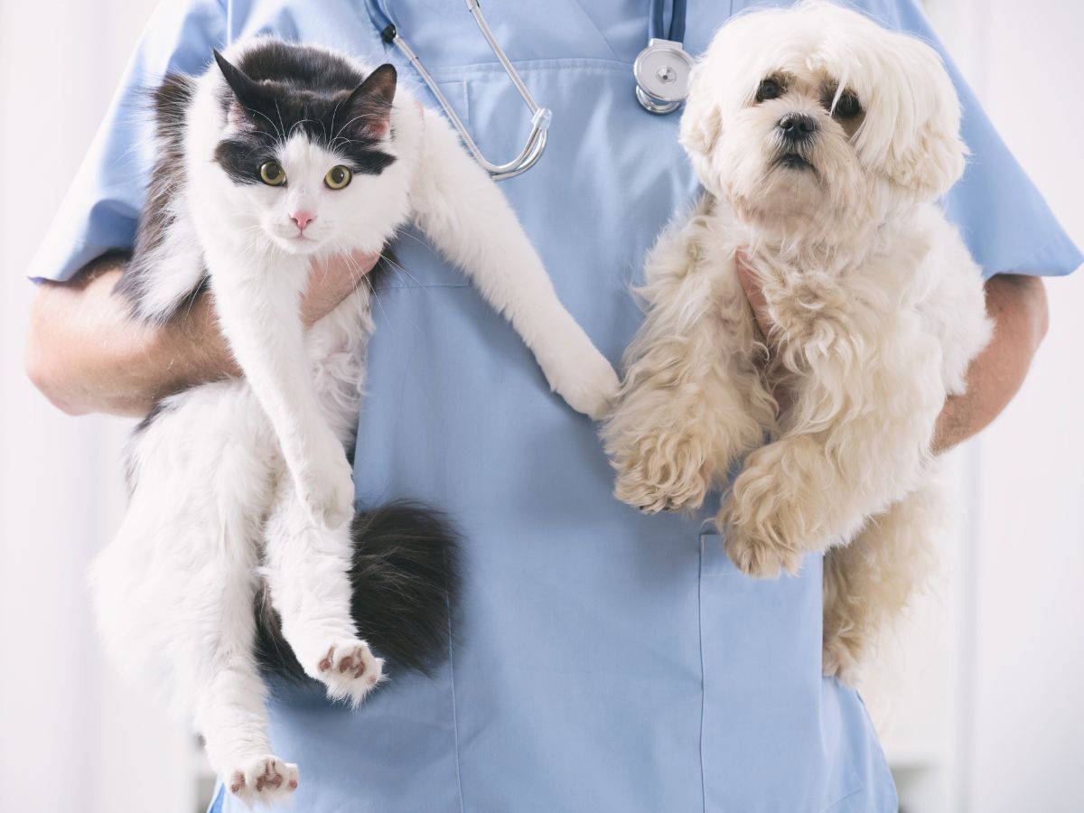 A vet holding a dog and a cat<br />

