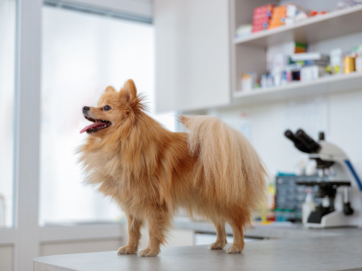 faqs banner a dog standing on the vet's table