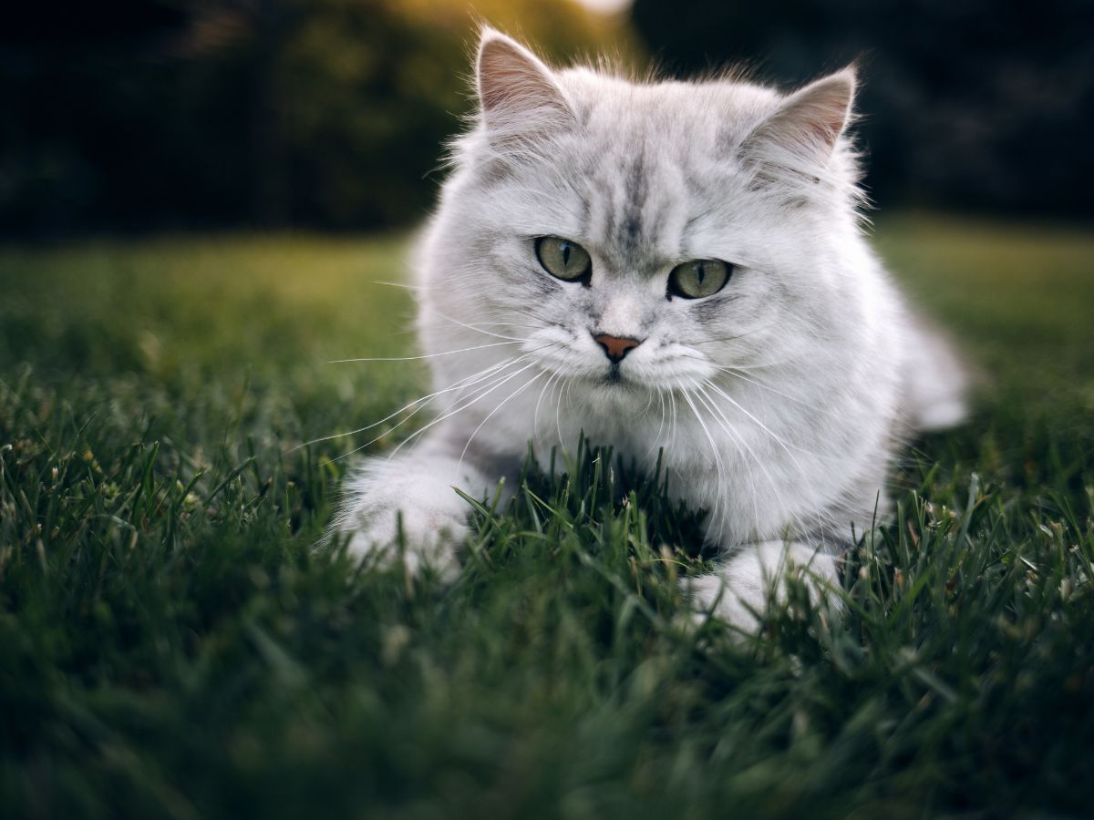 British Longhair cat lying on the grass