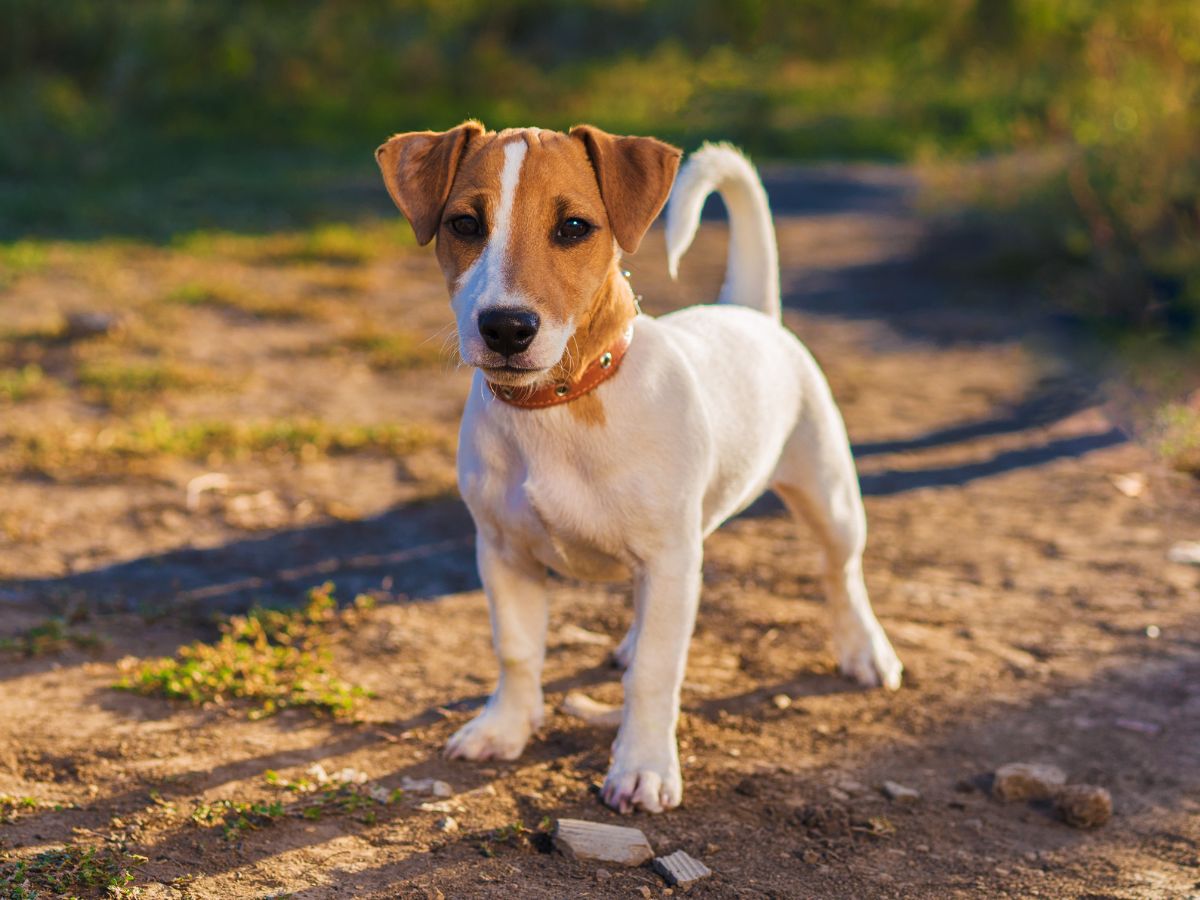 A puppy standing outdoors