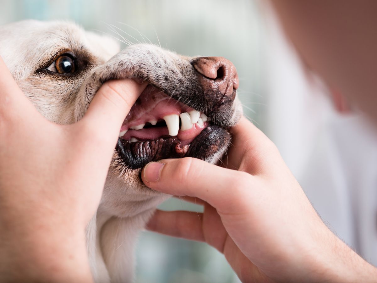 pet dental care banner (1) vet examining teeth of a dog