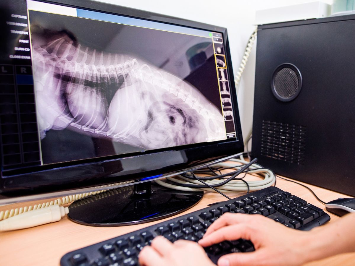 vet examining the digital x-ray of a pet