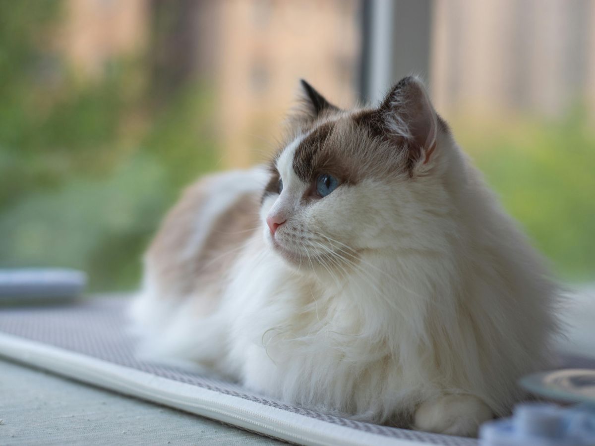 pet resources banner cat sitting next to a window