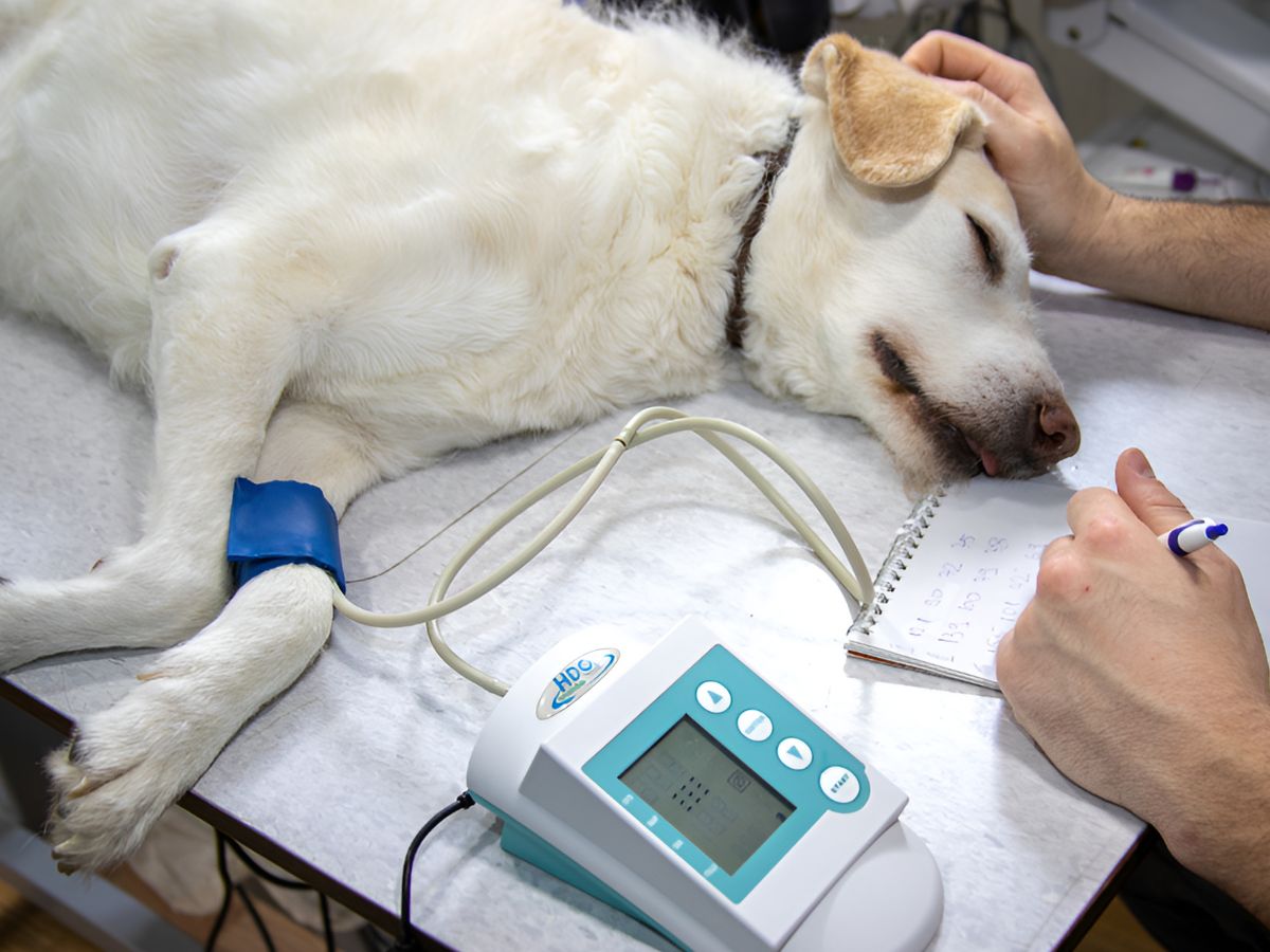 dog under anesthesia