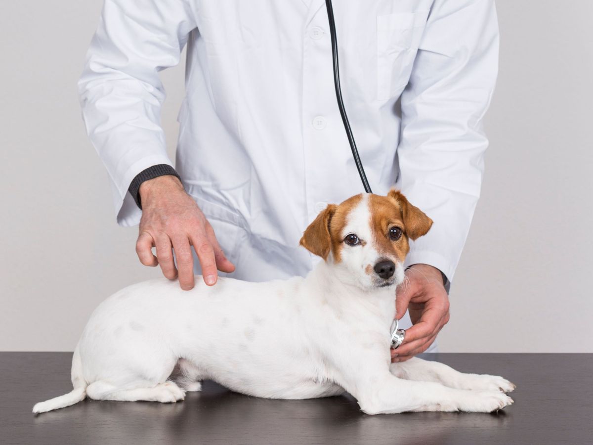 vet examining a dog with a stethoscope