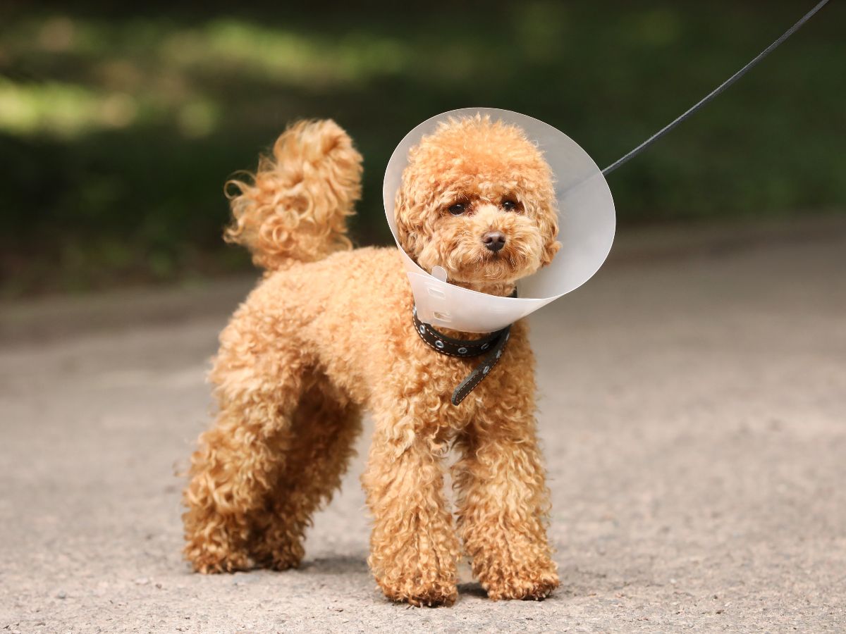 Maltipoo Dog with Elizabethan Collar Outdoors