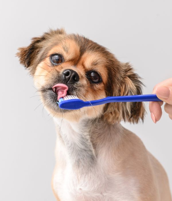 person brushing a dogs teeth