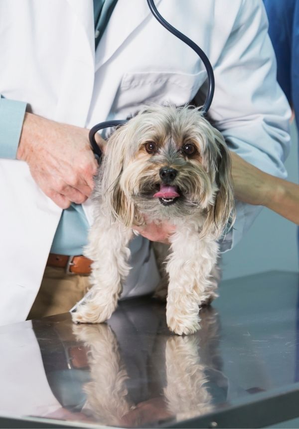 vet examining a dog with a stethoscope