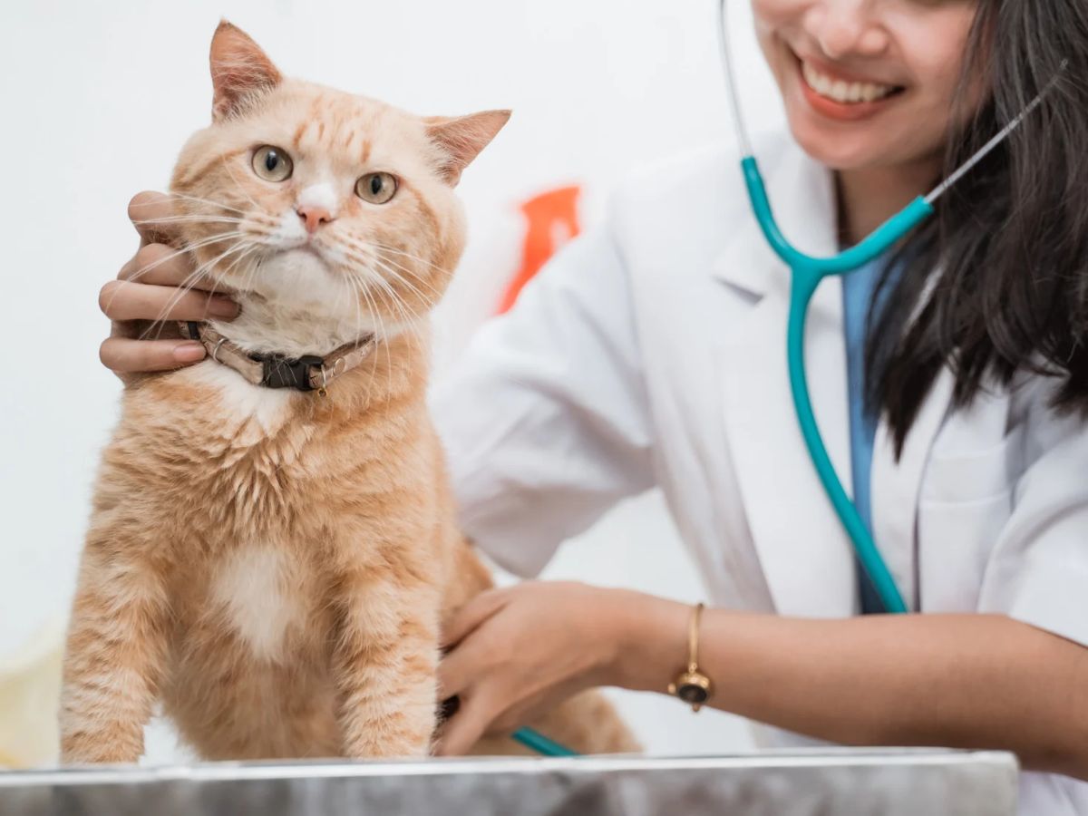 vet examining a cat